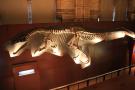 gal/Londres/Natural_History_Museum/Dinosaurs/_thb_London_Natural_History_Museum110.jpg