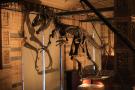 gal/Londres/Natural_History_Museum/Dinosaurs/_thb_London_Natural_History_Museum114.jpg