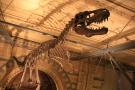 gal/Londres/Natural_History_Museum/Dinosaurs/_thb_London_Natural_History_Museum117.jpg