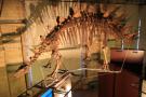 gal/Londres/Natural_History_Museum/Dinosaurs/_thb_London_Natural_History_Museum119.jpg
