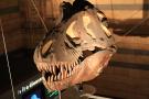 gal/Londres/Natural_History_Museum/Dinosaurs/_thb_London_Natural_History_Museum123.jpg