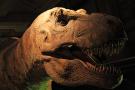 gal/Londres/Natural_History_Museum/Dinosaurs/_thb_London_Natural_History_Museum133.jpg