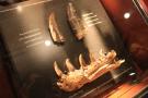 gal/Londres/Natural_History_Museum/Dinosaurs/_thb_London_Natural_History_Museum147.jpg