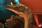 gal/Londres/Natural_History_Museum/Dinosaurs/_thb_London_Natural_History_Museum156.jpg
