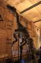 gal/Londres/Natural_History_Museum/Dinosaurs/_thb_London_Natural_History_Museum161.jpg