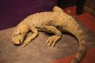 gal/Londres/Natural_History_Museum/Dinosaurs/_thb_London_Natural_History_Museum169.jpg