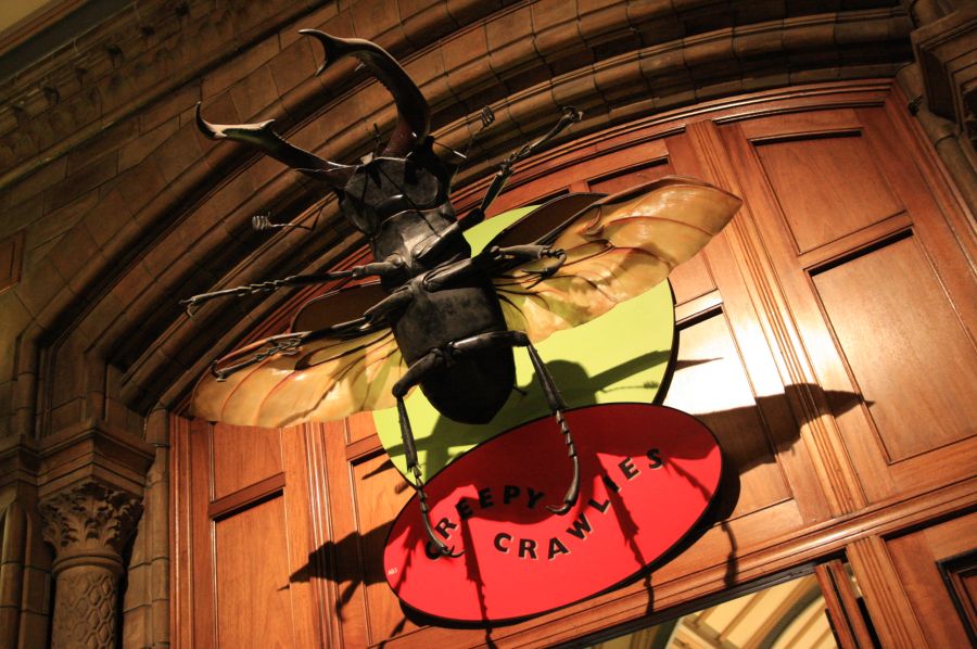 gal/Londres/Natural_History_Museum/Green_Zone/London_Natural_History_Museum282.jpg