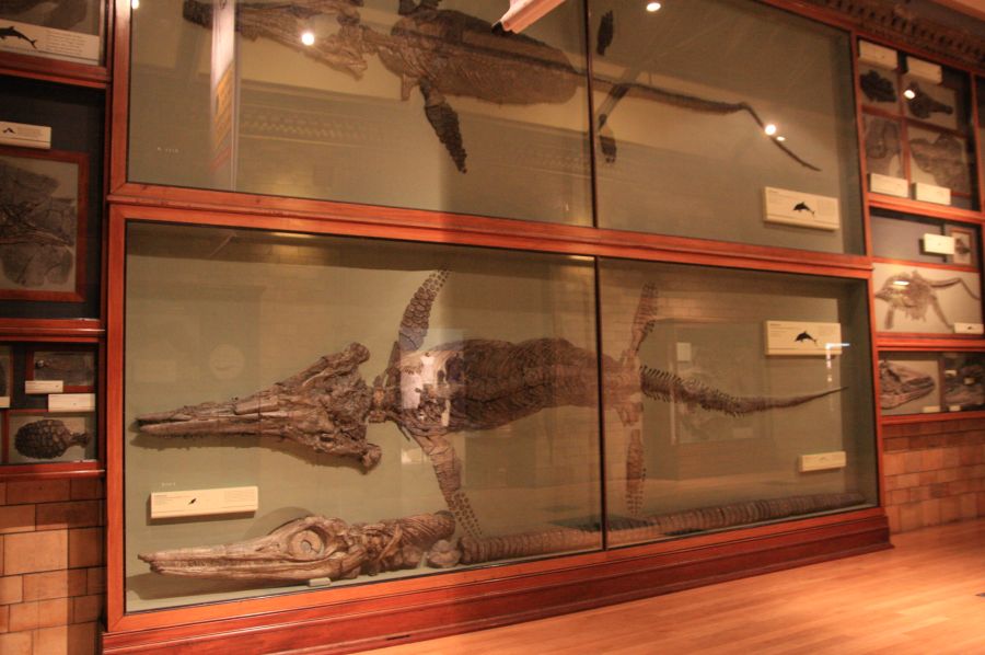 gal/Londres/Natural_History_Museum/Green_Zone/London_Natural_History_Museum283.jpg