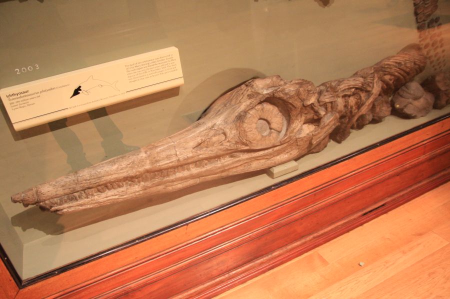 gal/Londres/Natural_History_Museum/Green_Zone/London_Natural_History_Museum284.jpg