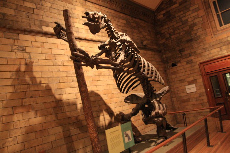 gal/Londres/Natural_History_Museum/Green_Zone/London_Natural_History_Museum285.jpg