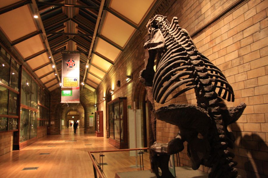 gal/Londres/Natural_History_Museum/Green_Zone/London_Natural_History_Museum287.jpg