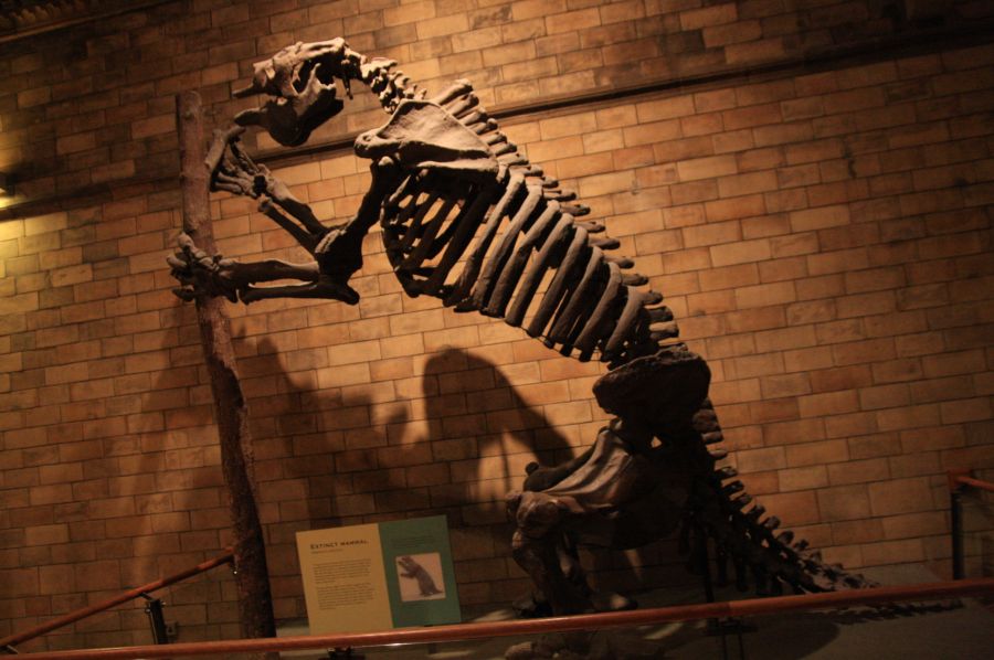 gal/Londres/Natural_History_Museum/Green_Zone/London_Natural_History_Museum289.jpg