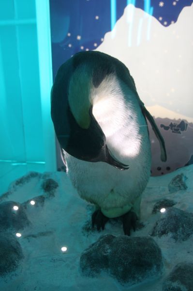 gal/Londres/Natural_History_Museum/Ice_Station_Antarctica/Antartica_NHM_29.jpg