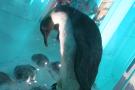 gal/Londres/Natural_History_Museum/Ice_Station_Antarctica/_thb_Antartica_NHM_31.jpg