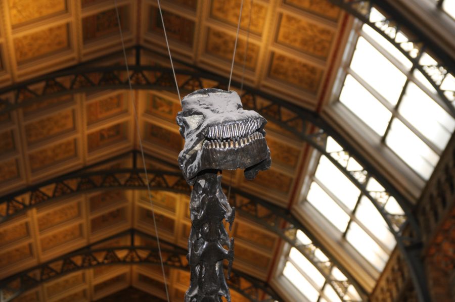 gal/Londres/Natural_History_Museum/London_Natural_History_Museum035.jpg