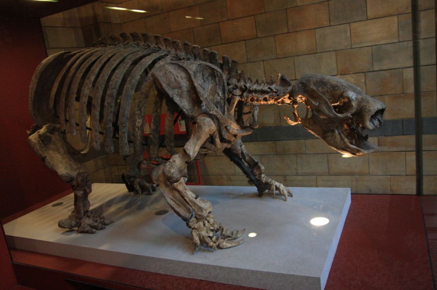 gal/Londres/Natural_History_Museum/London_Natural_History_Museum042.jpg