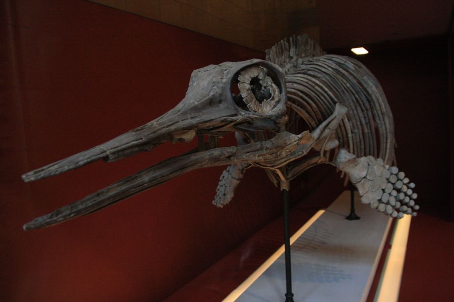 gal/Londres/Natural_History_Museum/London_Natural_History_Museum046.jpg