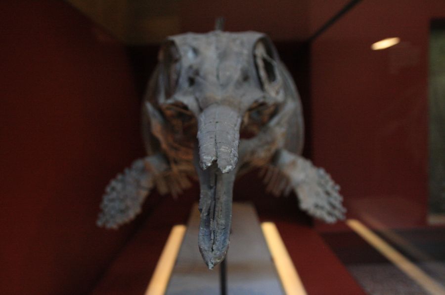 gal/Londres/Natural_History_Museum/London_Natural_History_Museum047.jpg