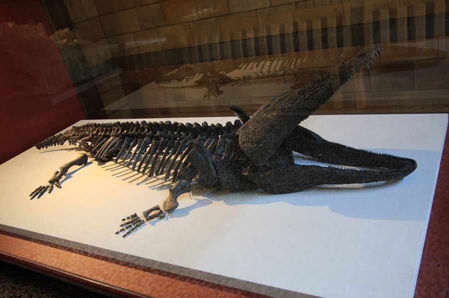 gal/Londres/Natural_History_Museum/London_Natural_History_Museum048.jpg
