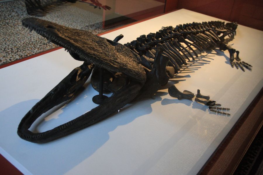 gal/Londres/Natural_History_Museum/London_Natural_History_Museum051.jpg
