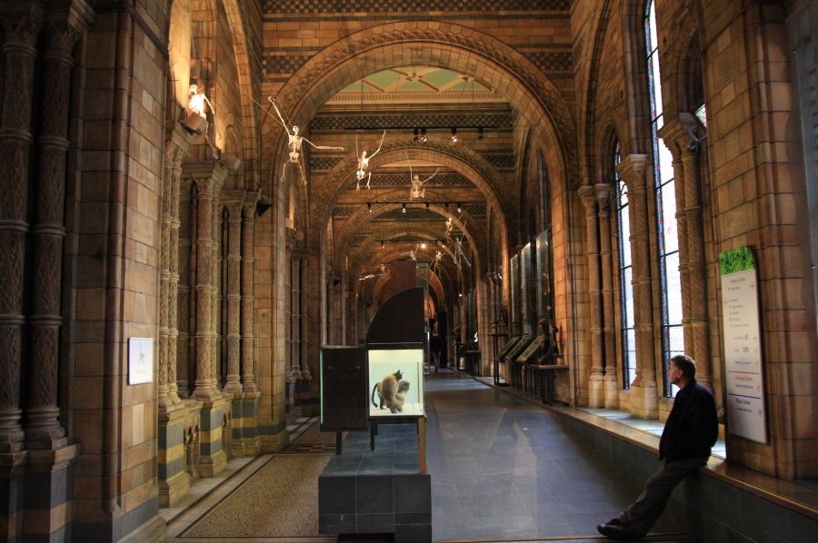 gal/Londres/Natural_History_Museum/London_Natural_History_Museum064.jpg