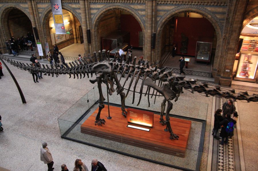 gal/Londres/Natural_History_Museum/London_Natural_History_Museum066.jpg