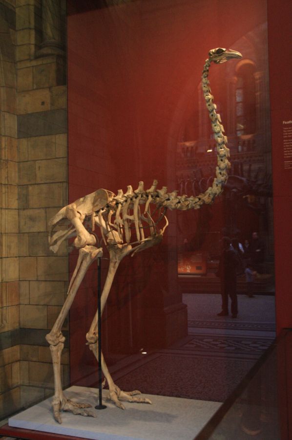 gal/Londres/Natural_History_Museum/London_Natural_History_Museum082.jpg