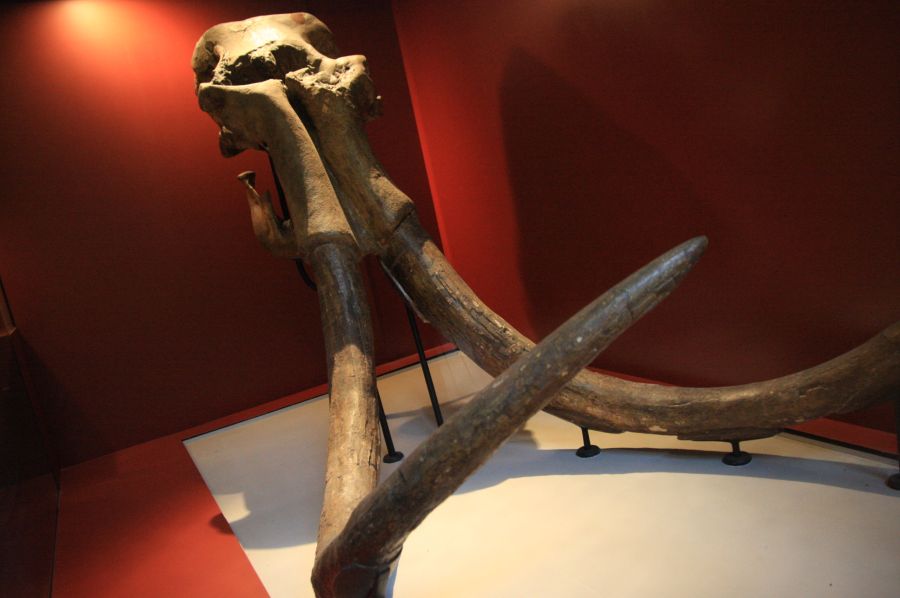 gal/Londres/Natural_History_Museum/London_Natural_History_Museum084.jpg
