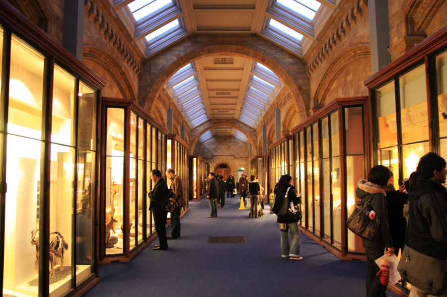 gal/Londres/Natural_History_Museum/Mammiferes/London_Natural_History_Museum170.jpg