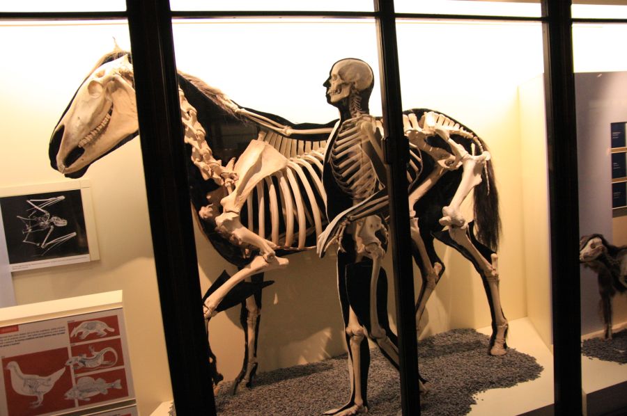 gal/Londres/Natural_History_Museum/Mammiferes/London_Natural_History_Museum171.jpg