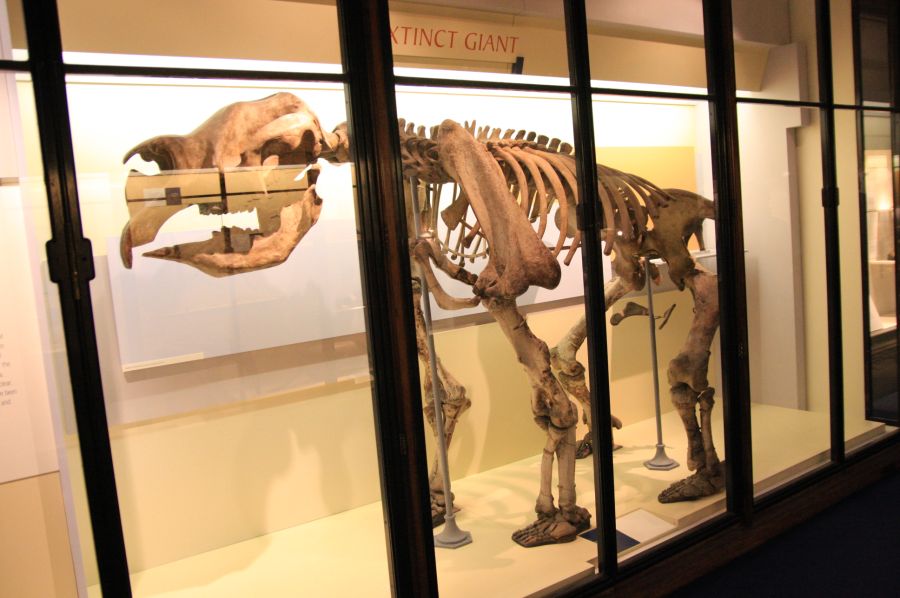 gal/Londres/Natural_History_Museum/Mammiferes/London_Natural_History_Museum174.jpg