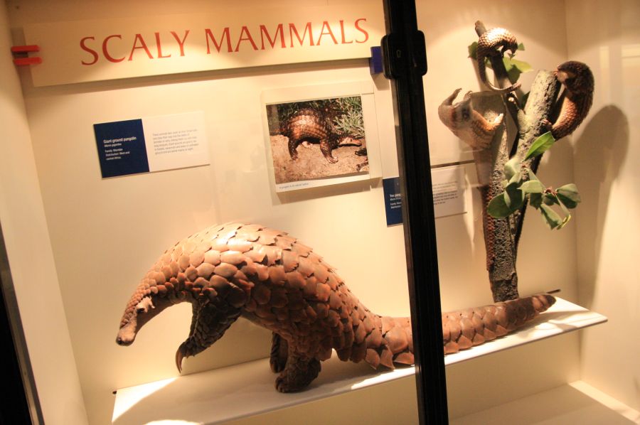 gal/Londres/Natural_History_Museum/Mammiferes/London_Natural_History_Museum175.jpg