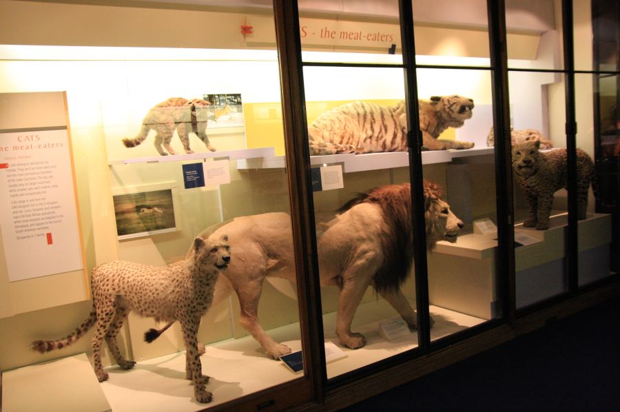 gal/Londres/Natural_History_Museum/Mammiferes/London_Natural_History_Museum177.jpg
