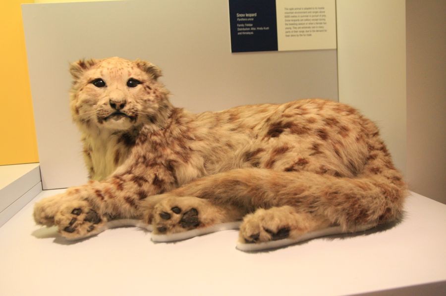 gal/Londres/Natural_History_Museum/Mammiferes/London_Natural_History_Museum179.jpg