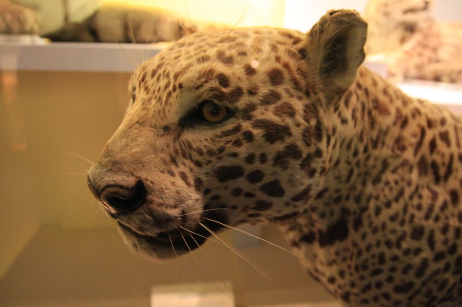 gal/Londres/Natural_History_Museum/Mammiferes/London_Natural_History_Museum181.jpg