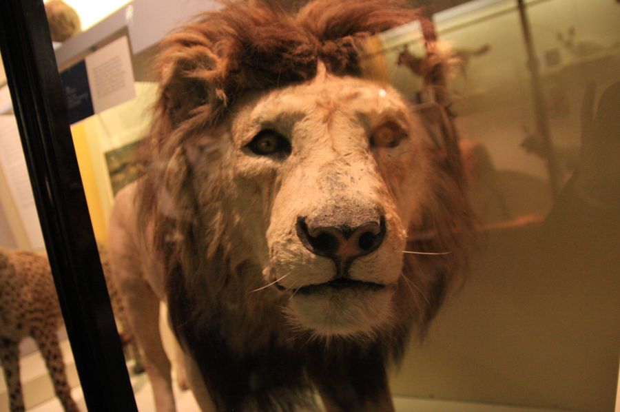 gal/Londres/Natural_History_Museum/Mammiferes/London_Natural_History_Museum182.jpg