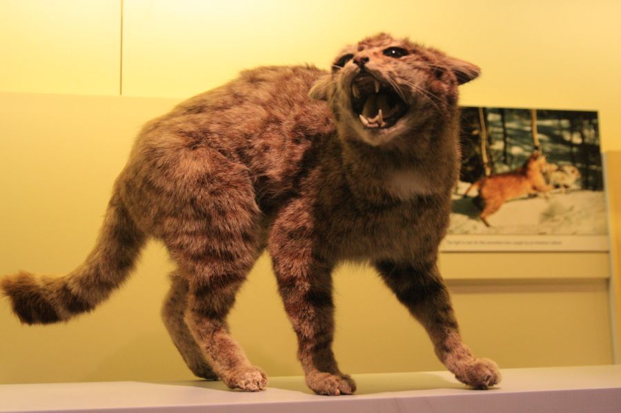 gal/Londres/Natural_History_Museum/Mammiferes/London_Natural_History_Museum184.jpg