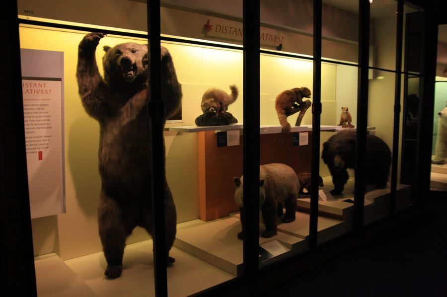 gal/Londres/Natural_History_Museum/Mammiferes/London_Natural_History_Museum190.jpg