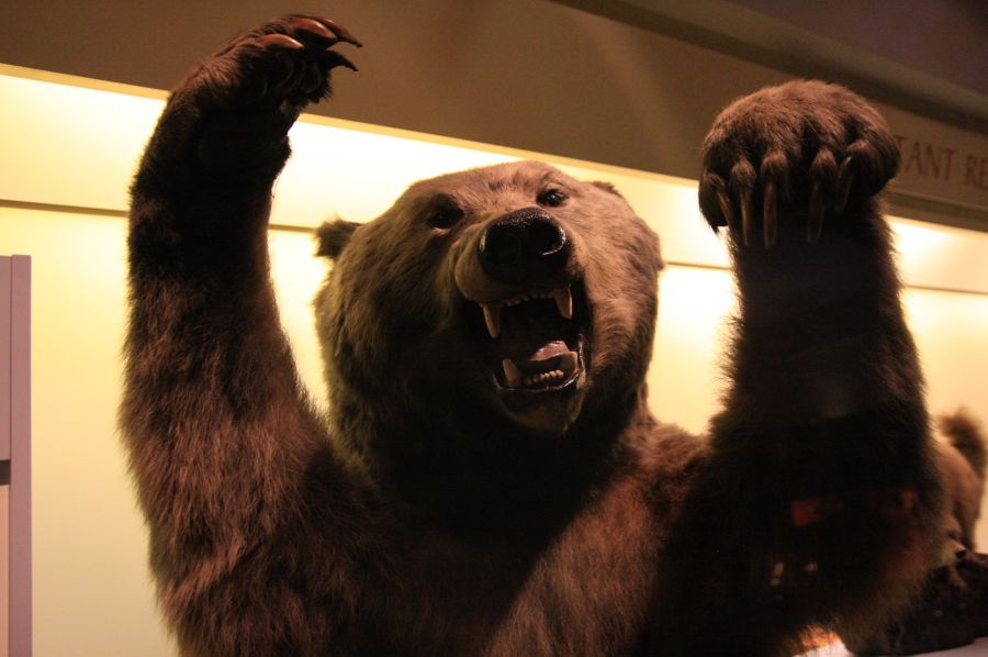 gal/Londres/Natural_History_Museum/Mammiferes/London_Natural_History_Museum191.jpg