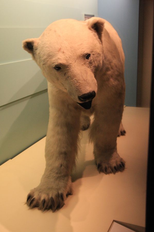 gal/Londres/Natural_History_Museum/Mammiferes/London_Natural_History_Museum194.jpg