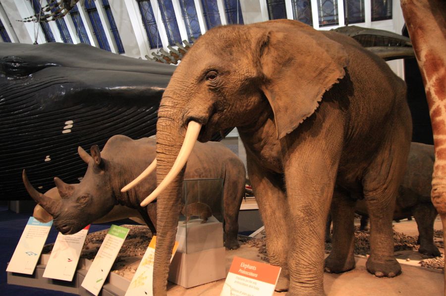 gal/Londres/Natural_History_Museum/Mammiferes/London_Natural_History_Museum200.jpg