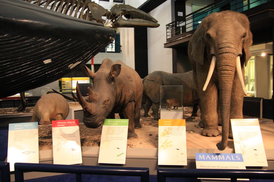 gal/Londres/Natural_History_Museum/Mammiferes/London_Natural_History_Museum201.jpg