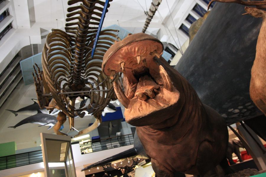 gal/Londres/Natural_History_Museum/Mammiferes/London_Natural_History_Museum207.jpg