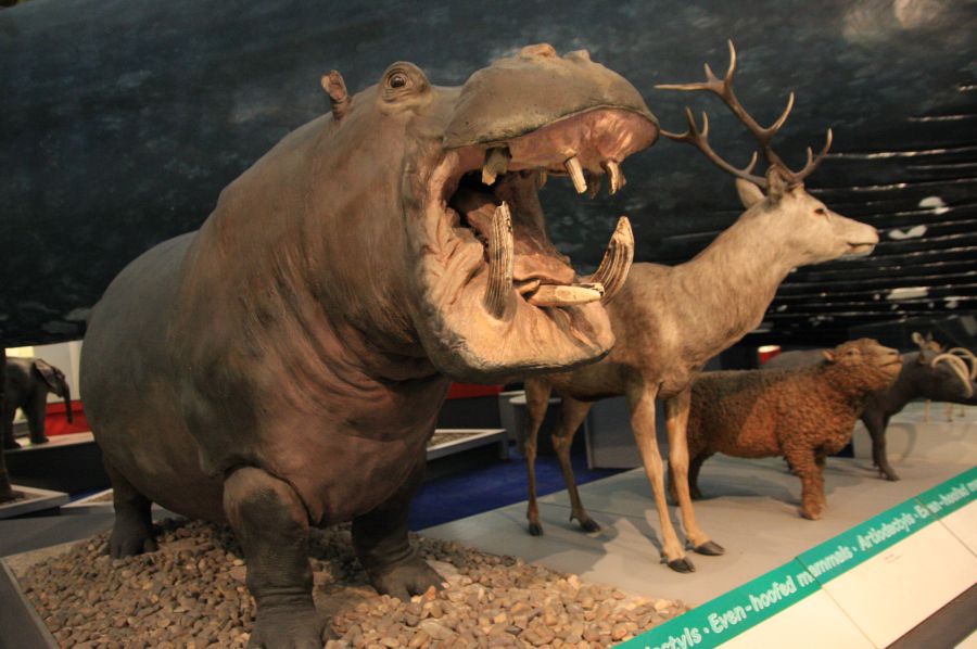 gal/Londres/Natural_History_Museum/Mammiferes/London_Natural_History_Museum208.jpg
