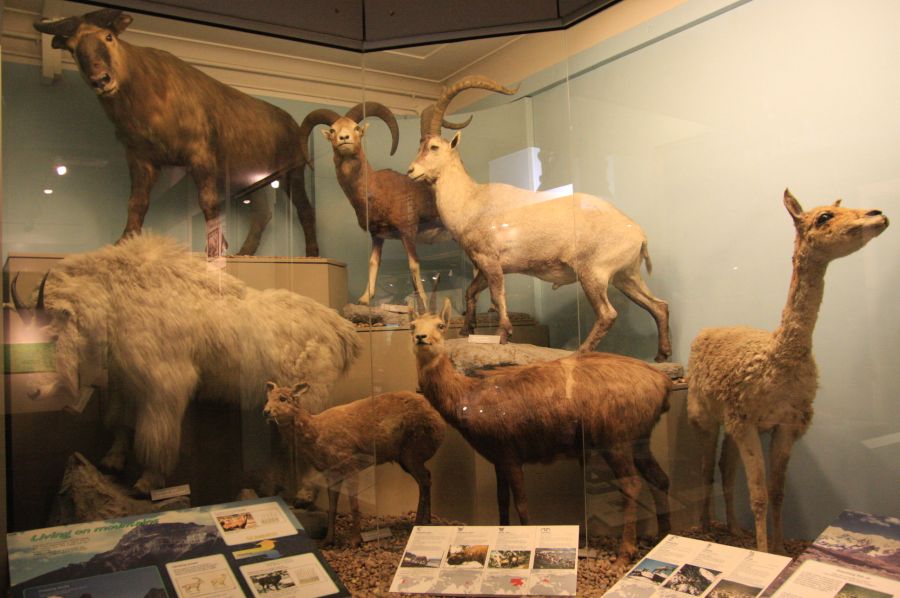 gal/Londres/Natural_History_Museum/Mammiferes/London_Natural_History_Museum209.jpg