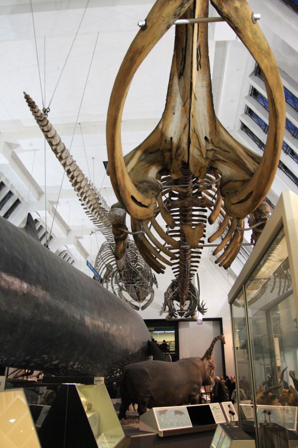 gal/Londres/Natural_History_Museum/Mammiferes/London_Natural_History_Museum211.jpg