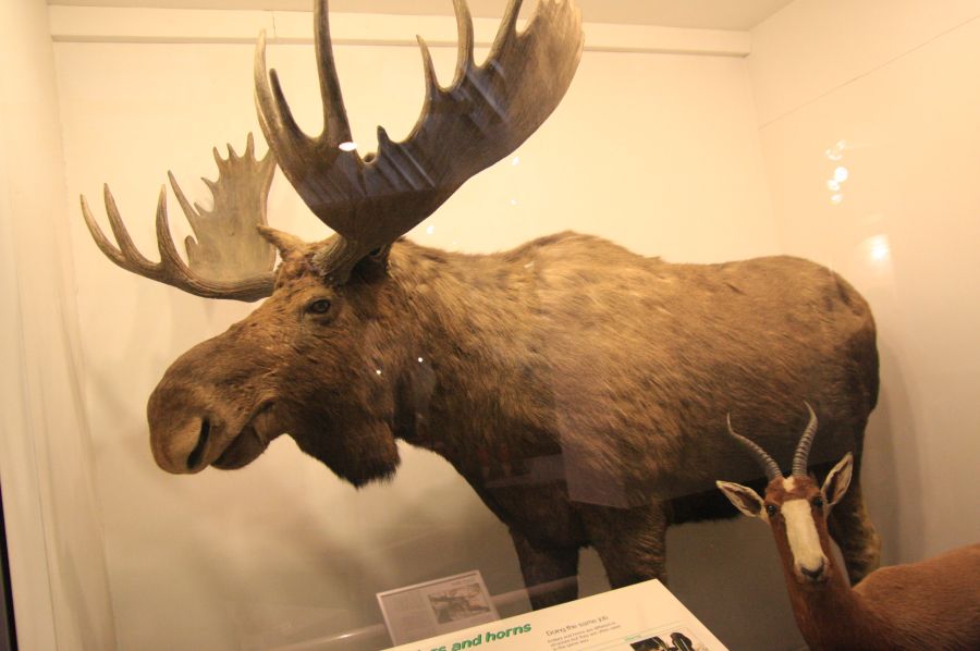gal/Londres/Natural_History_Museum/Mammiferes/London_Natural_History_Museum215.jpg
