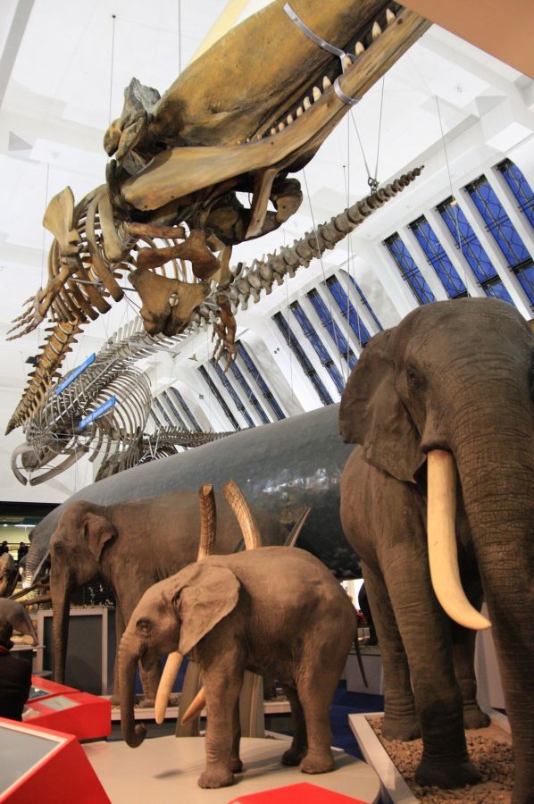 gal/Londres/Natural_History_Museum/Mammiferes/London_Natural_History_Museum216.jpg
