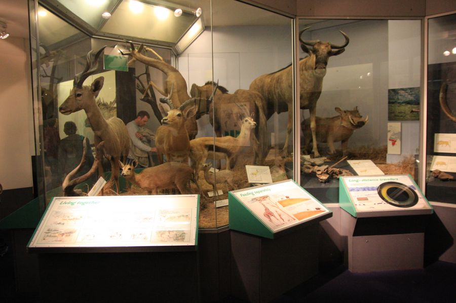 gal/Londres/Natural_History_Museum/Mammiferes/London_Natural_History_Museum218.jpg