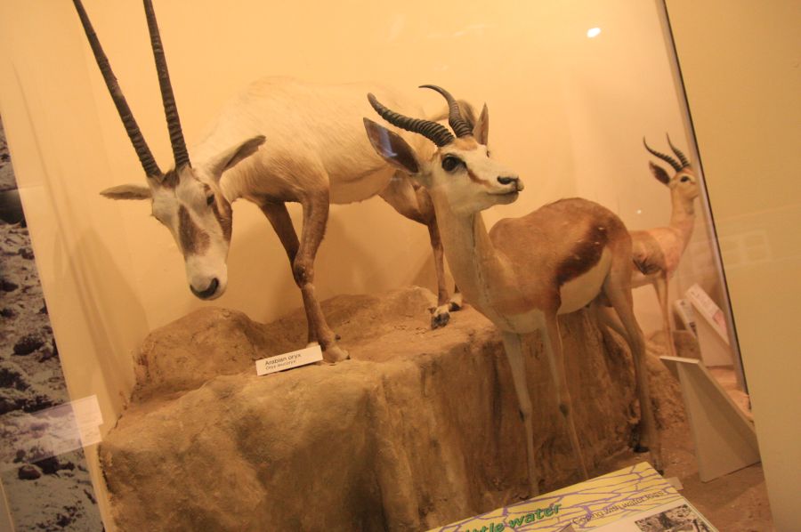 gal/Londres/Natural_History_Museum/Mammiferes/London_Natural_History_Museum219.jpg